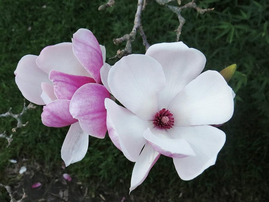 Magnolia Movie Photograph - Pink And White Delight Taken Pymble by Amanda S Leek