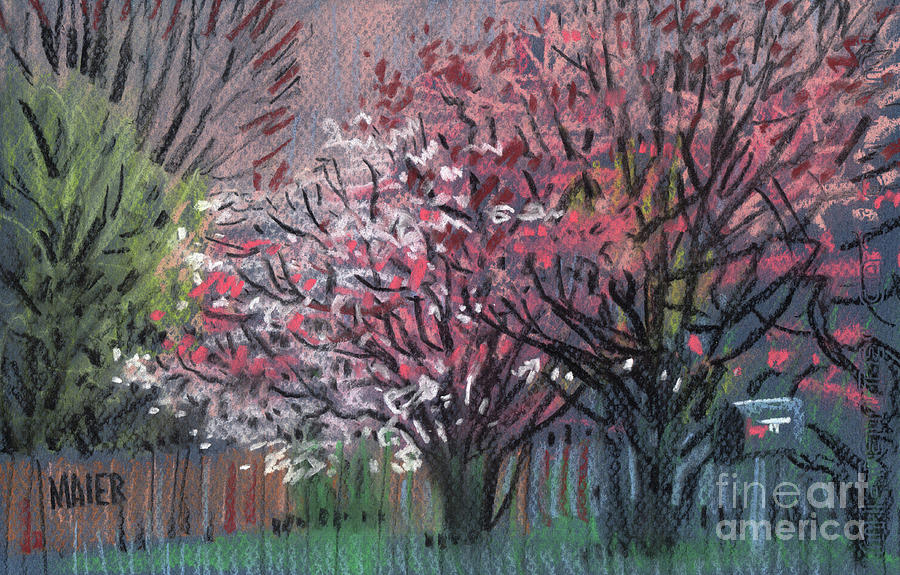 Pink and White Dogwoods Drawing by Donald Maier