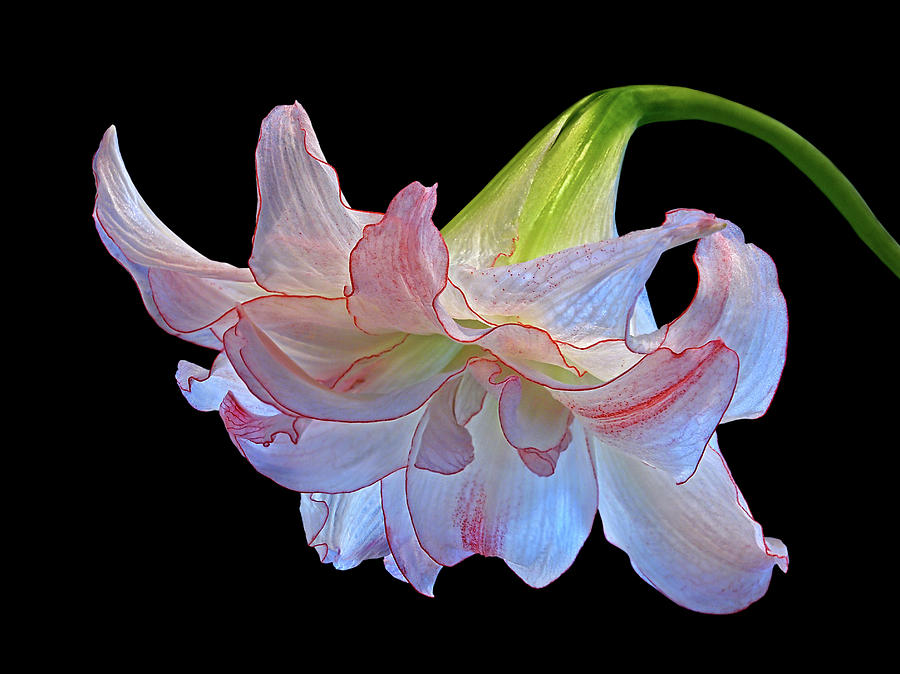 Pink And White Double Amaryllis on Black Photograph by Gill Billington