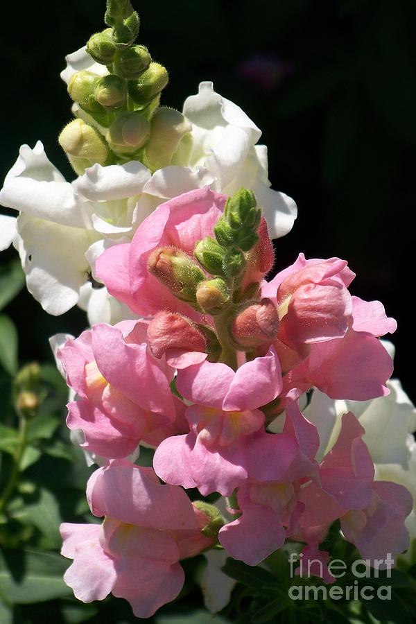 Pink and White Blooms Photograph by Eunice Miller