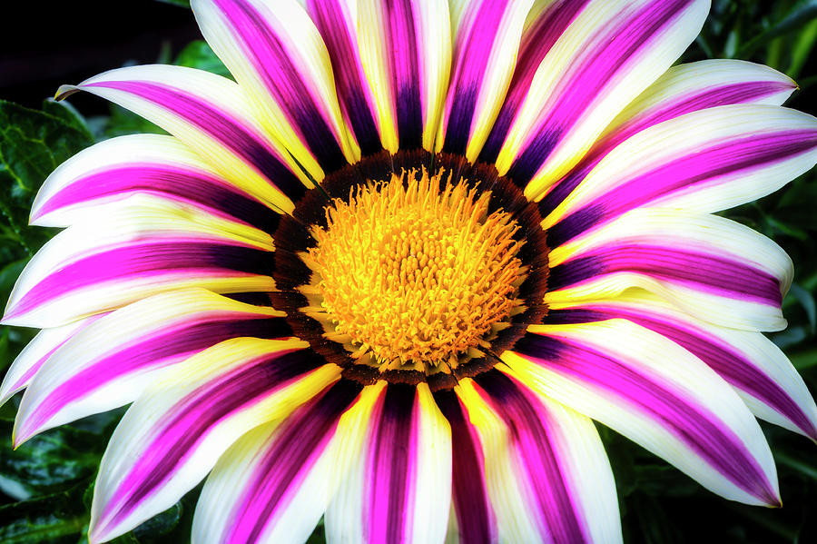 Pink And White Gazania Photograph by Garry Gay