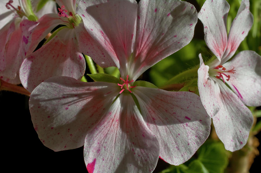 Pink and White Geraniums  Photograph by ShaddowCat Arts - Sherry