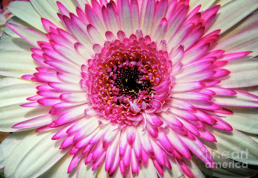 Pink and white Gerbera Daisy Photograph by Jim And Emily Bush