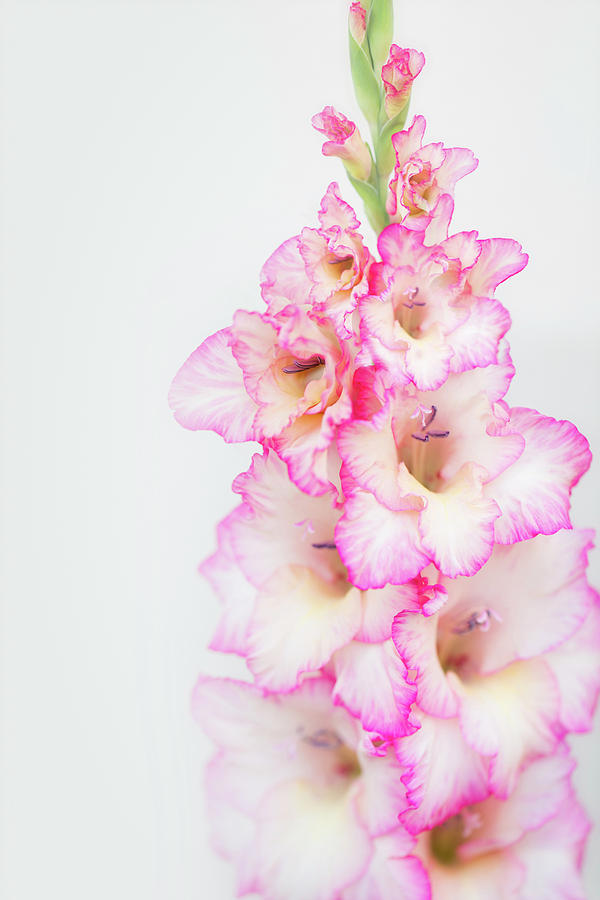 Pink and White Gladiola Photograph by Susan Gary
