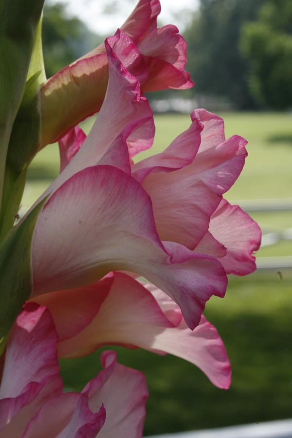 Pink and White Gladiolus Photograph by Mary Doggett - Pixels