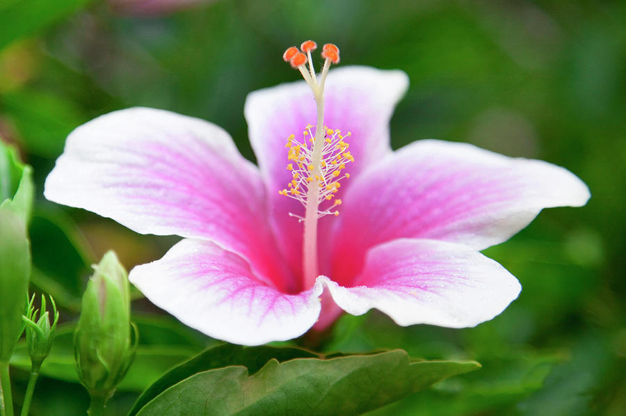 Pink and white hibiscus flower. Photograph by Sean Davey
