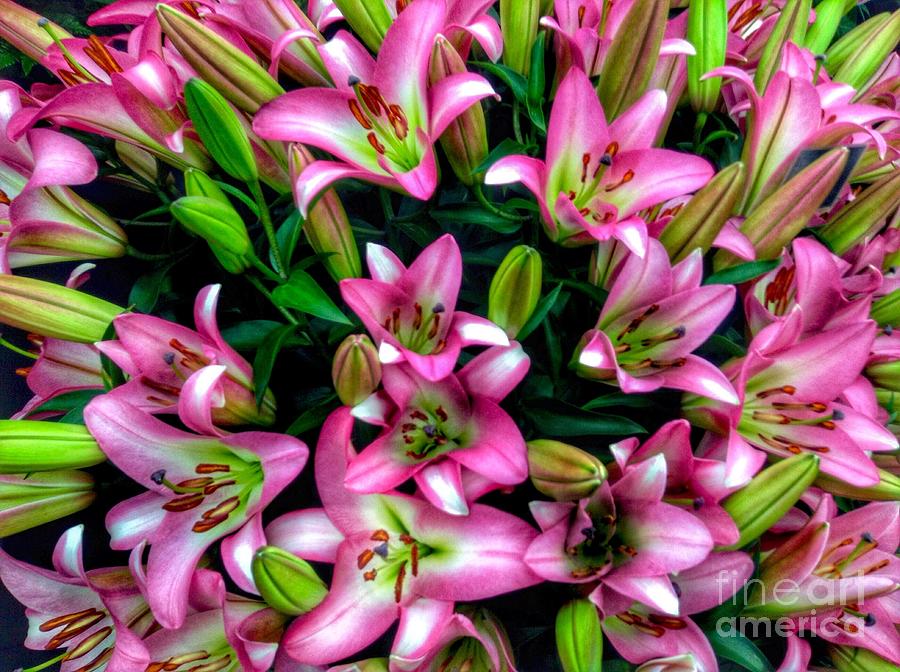 Pink and White Lilies Photograph by Joan-Violet Stretch