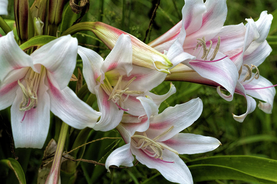 Pink and White Lilies  Photograph by Kathy Clark