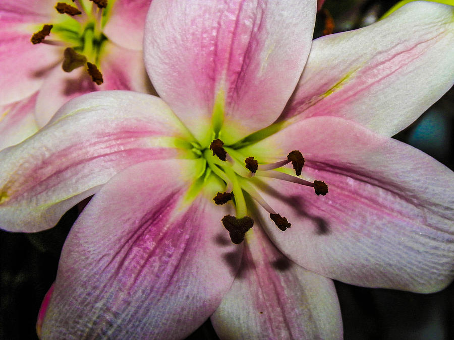 Pink And White Lily  Photograph by Gerald Kloss