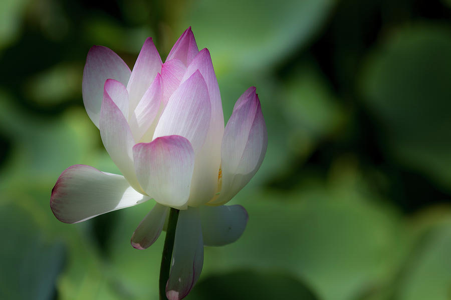 Pink and White Lotus Blossom Photograph by Teresa Wilson