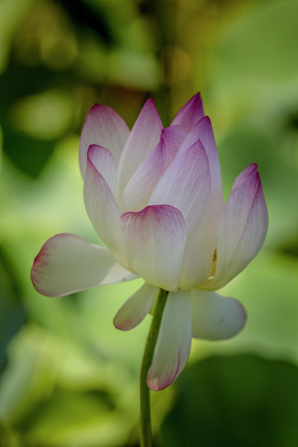 Pink and White Lotus Blossom Vertical Photograph by Teresa Wilson