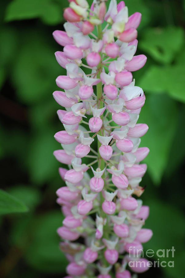 Pink and White Lupine Flower in Bloom Photograph by DejaVu Designs