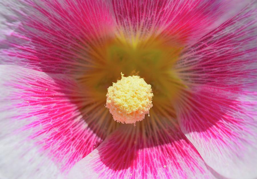 Pink and White  Photograph by Lyle Crump