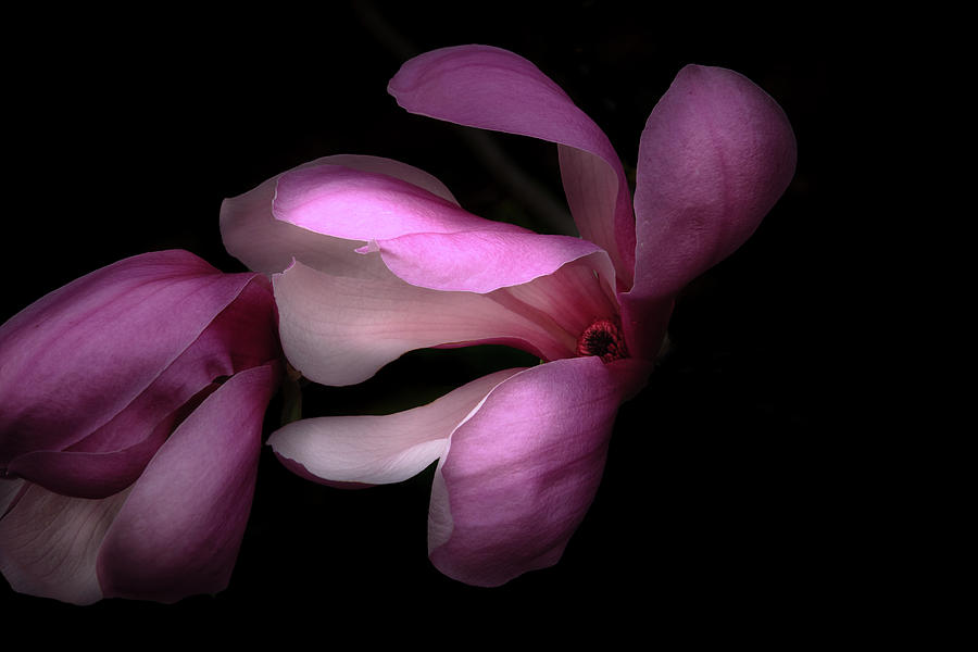 Pink and White Magnolia in Silhouette Photograph by Joni Eskridge