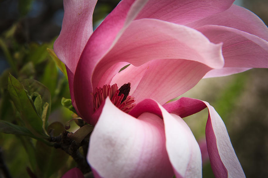 Pink and white magnolia Photograph by Joni Eskridge