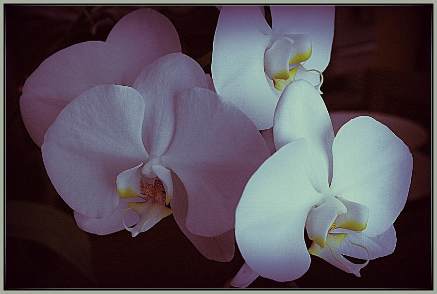 Pink and White Orchids Photograph by Dora Sofia Caputo