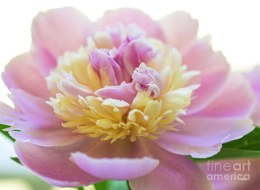 Pink and White Peony Photograph by Alana Ranney