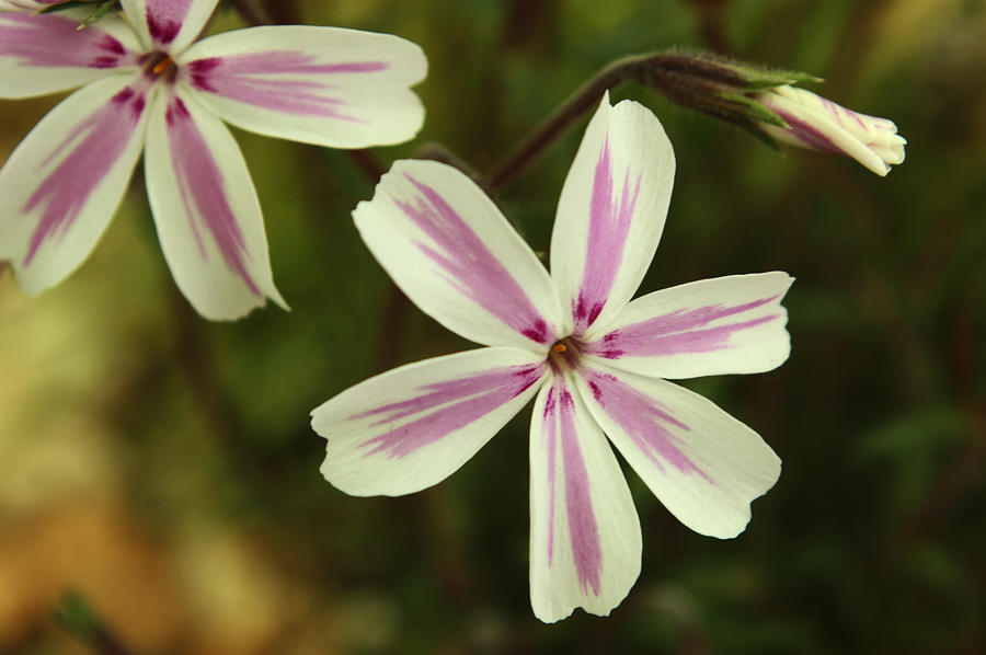 Pink And White Phlox Photograph by Adrian Wale