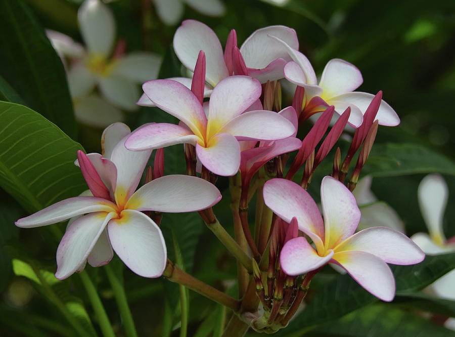 Pink and White Plumeria Photograph by Pamela Walton - Pixels