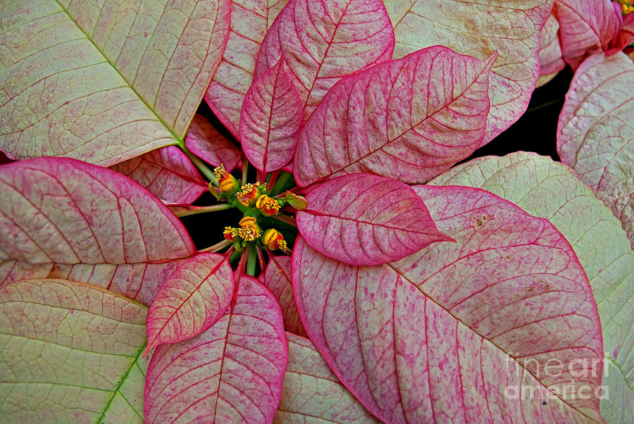 Christmas Photograph - Pink And White Poinsettia by Rich Walter