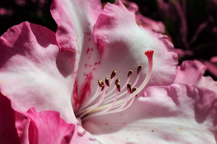 Pink and white rhododendron Photograph by Marcus Karlsson Sall