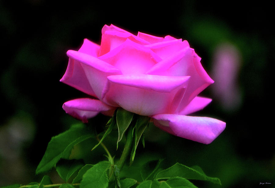Rose Photograph - Pink And White Rose 005 by George Bostian