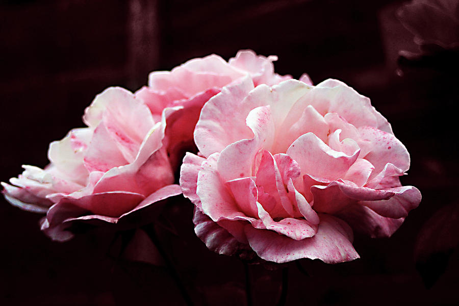 Pink And White Rose Art Digital Art
