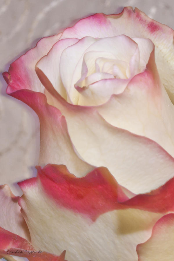Rose Photograph - Pink And White Rose by Sandra Foster