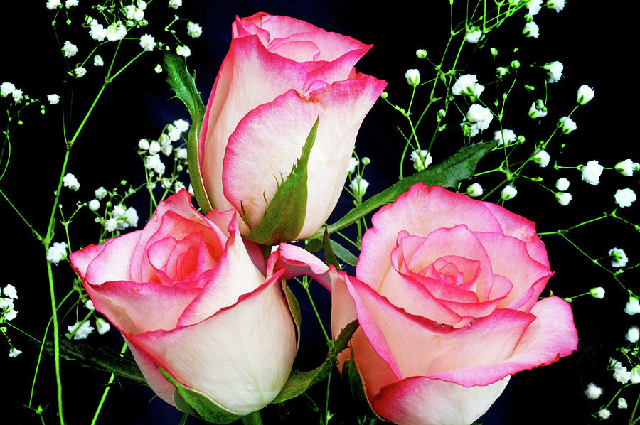Pink And White Roses Photograph by Terence Davis