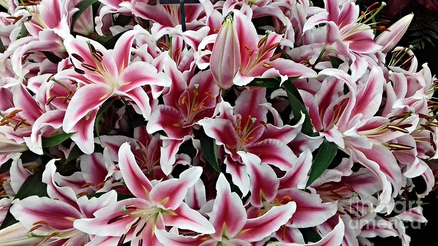 Pink and White Star Lilies 2 Photograph by Joan-Violet Stretch