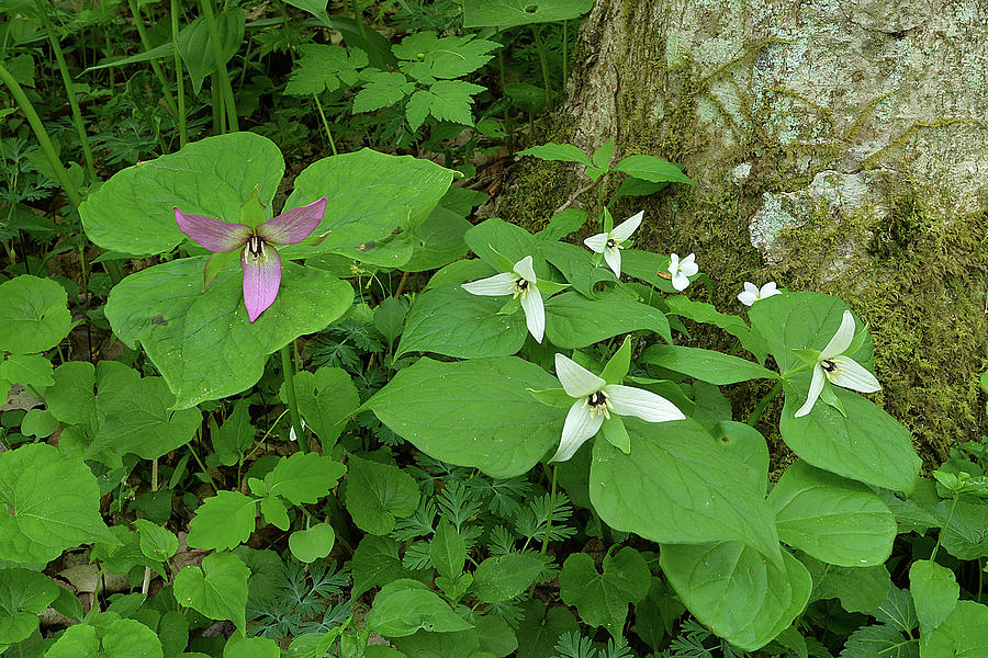 Pink and White Trillium Photograph by Alan Lenk