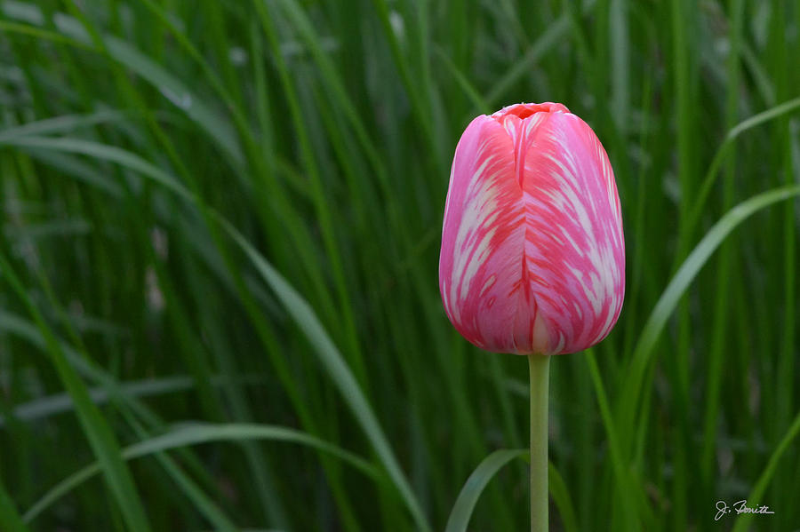 Pink and White Tulip Photograph by Joe Bonita