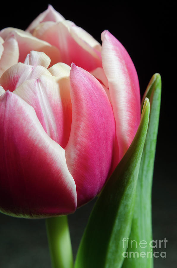 Pink and White Tulip Botanical / Nature / Floral Photograph Photograph by PIPA Fine Art - Simply Solid