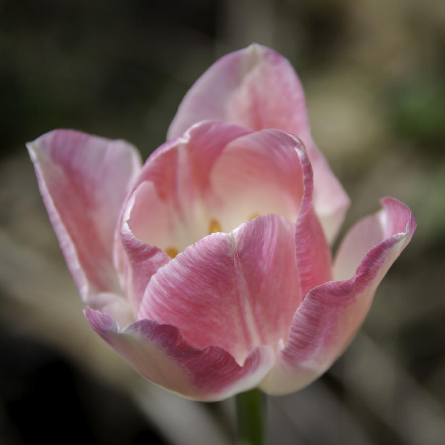 Flower Photograph - Pink and White Tulip Squared 3 by Teresa Mucha