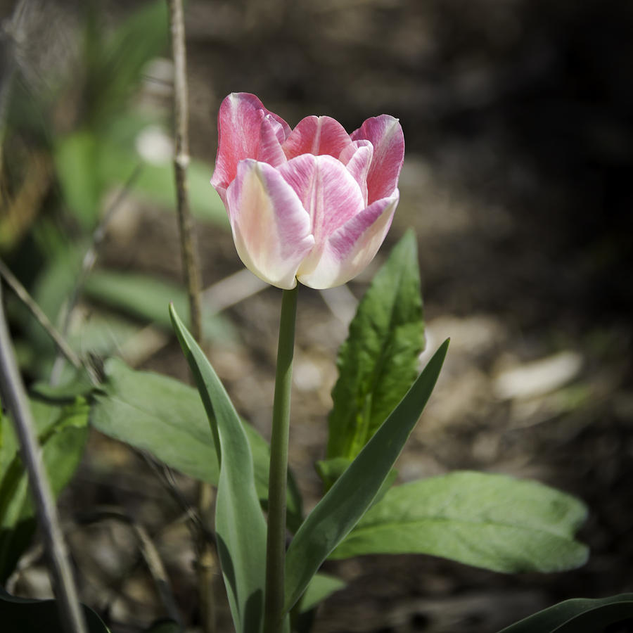 Pink and White Tulip Squared Photograph by Teresa Mucha - Pixels