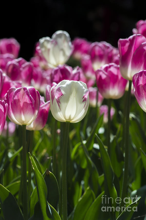 Pink and White Tulips Photograph by Angela DeFrias