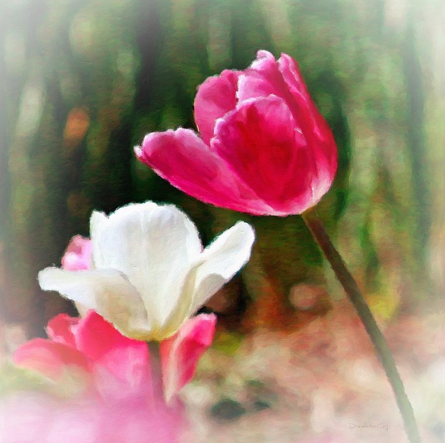 Pink and  White Tulips Photograph by Diane Lindon Coy