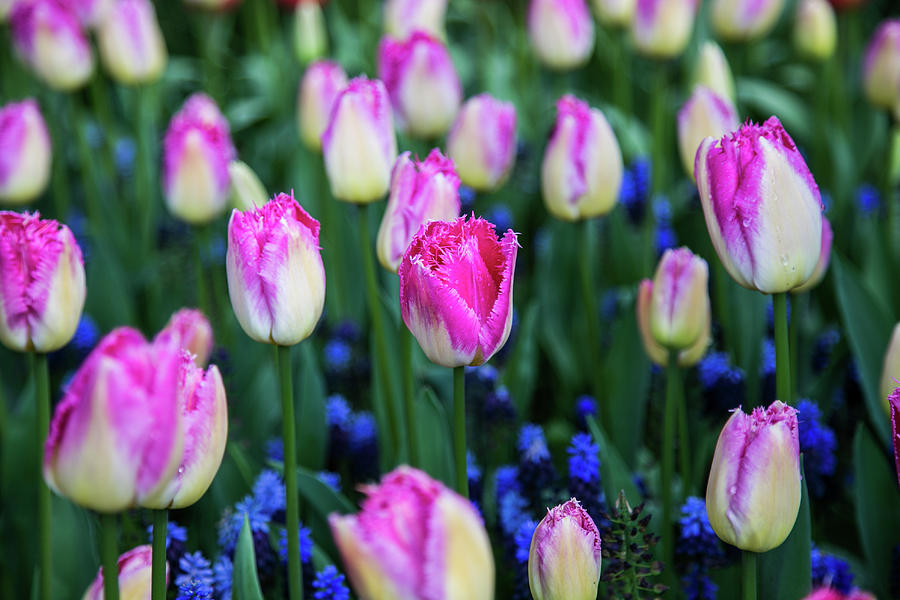 Pink and white tulips Photograph by Lisa Lemmons-Powers - Fine Art America