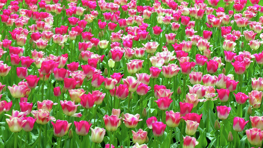 Pink and White Tulips No. 38-1 Photograph by Sandy Taylor