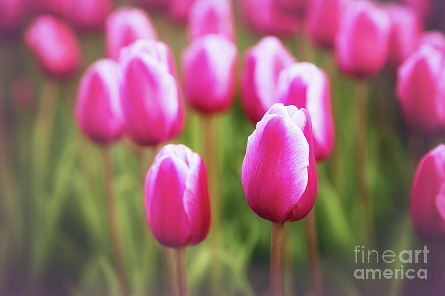 Pink And White Tulips Photograph by Sharon McConnell