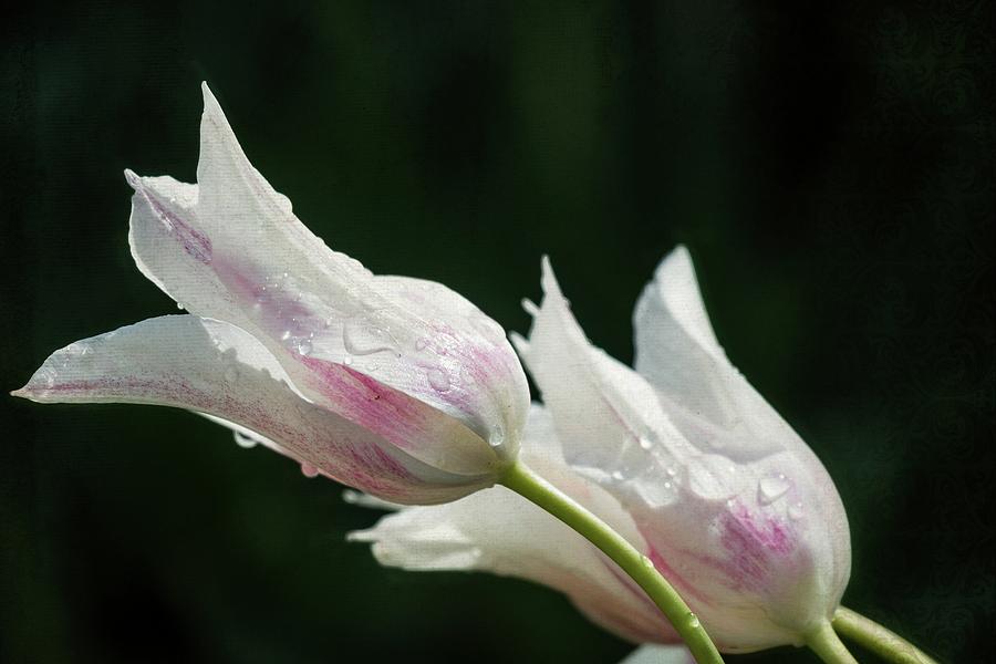 Pink and White Tulips With Rain Drops  Photograph by Teresa Wilson