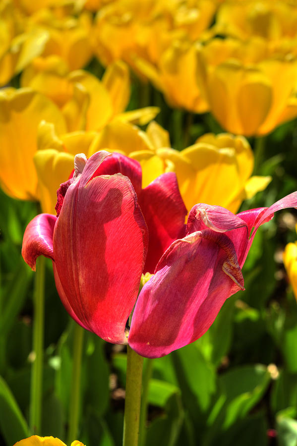 Pink and Yello Tulips Photograph by FineArtRoyal Joshua Mimbs