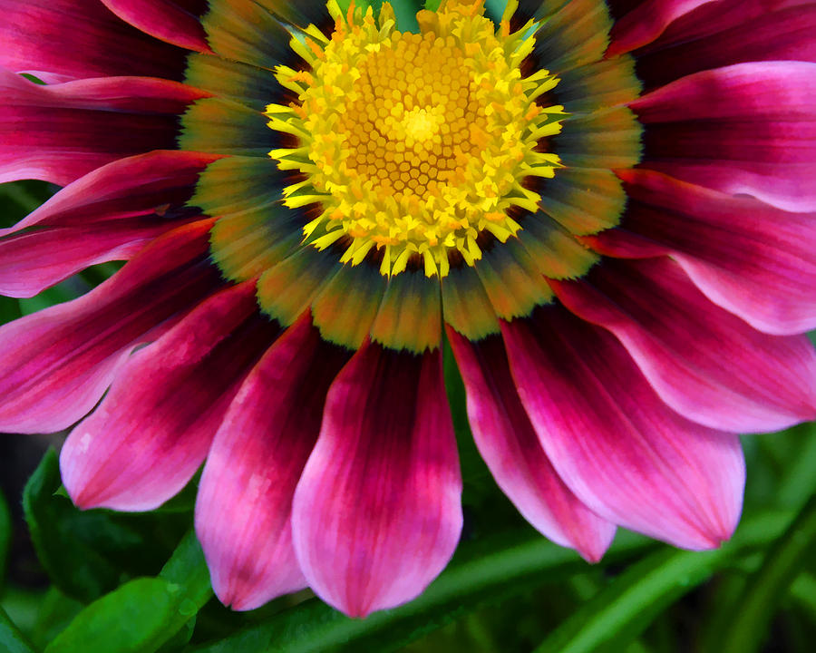 Pink and Yellow Photograph by Ann Bridges