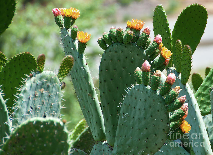 Pink and Yellow Blooming Cactus Photograph by Jackie Follett - Fine Art ...