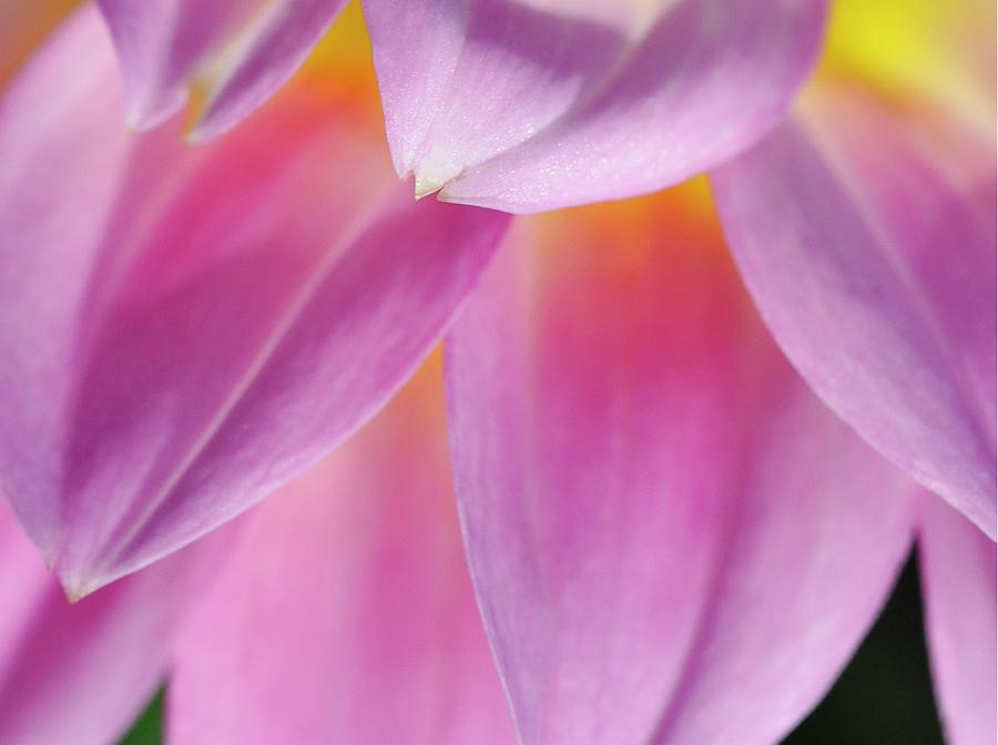 Flowers Still Life Photograph - Pink and Yellow by Chris Fleming