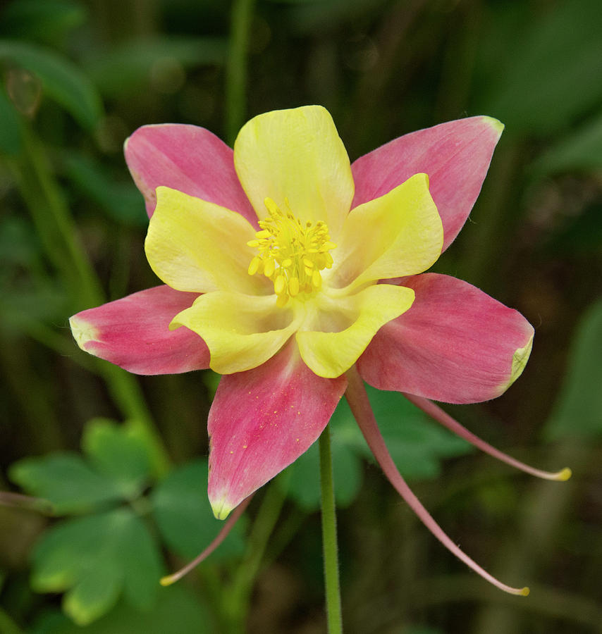 Pink and Yellow Columbine Photograph by Jean Noren