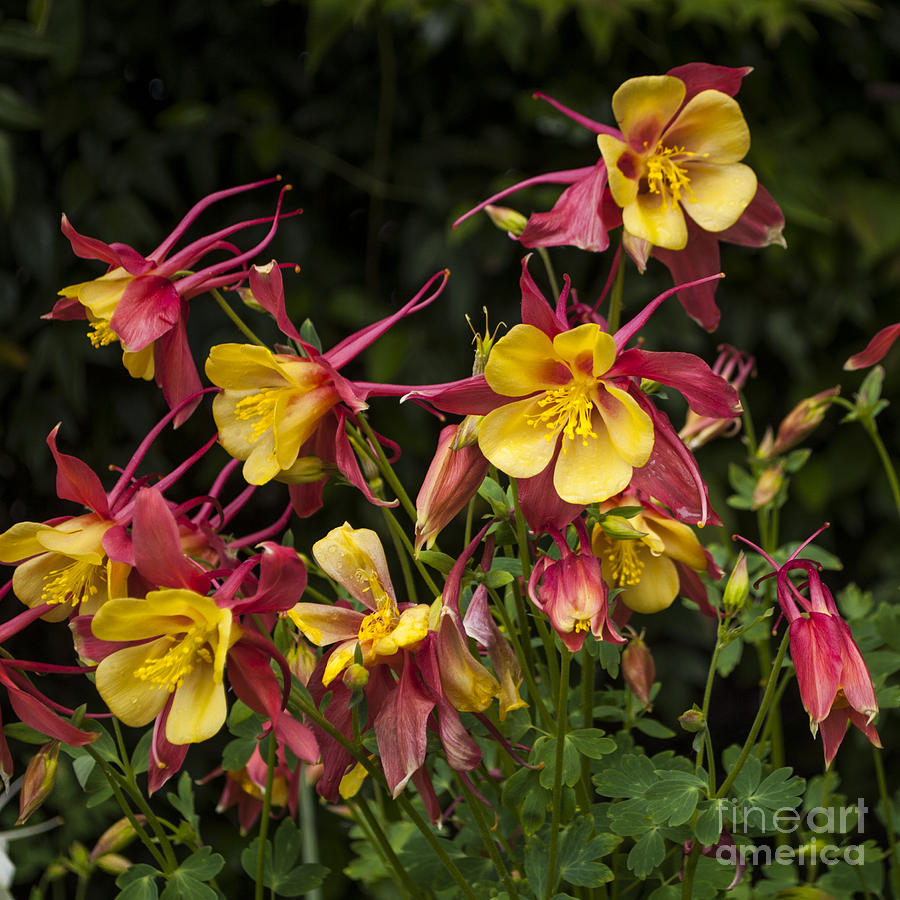 Pink and yellow Columbine - SQ Photograph by Mandy Judson | Fine Art ...