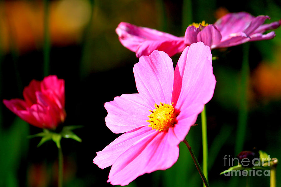 Pink and Yellow Cosmo Photograph by James Eddy
