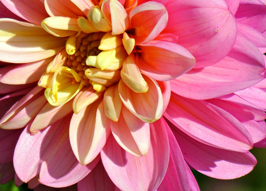 Flowers Still Life Photograph - Pink and Yellow Dahlia by Beverly Canterbury