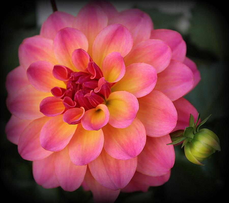 Delightful Dahlia in Pink and Yellow Photograph by Dora Sofia Caputo